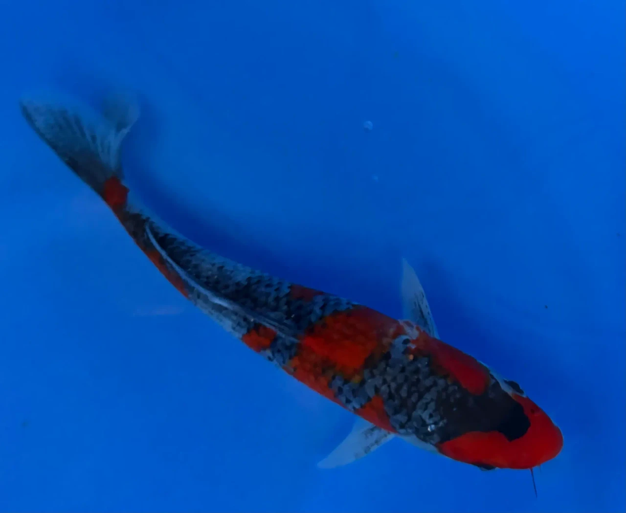 17cm Japanese Imported Goshiki - Aokiya - QT-11 - 88