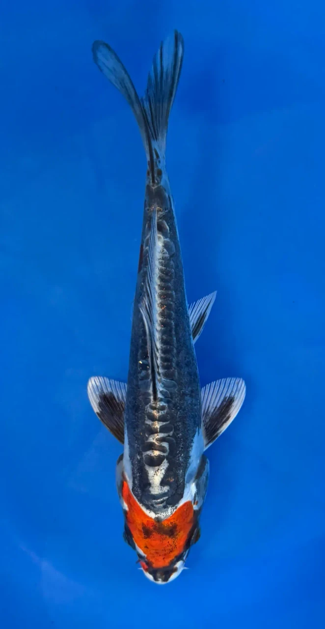 16cm Japanese imported Beni Kikokuryu - Aokiya - QT-11 - 34