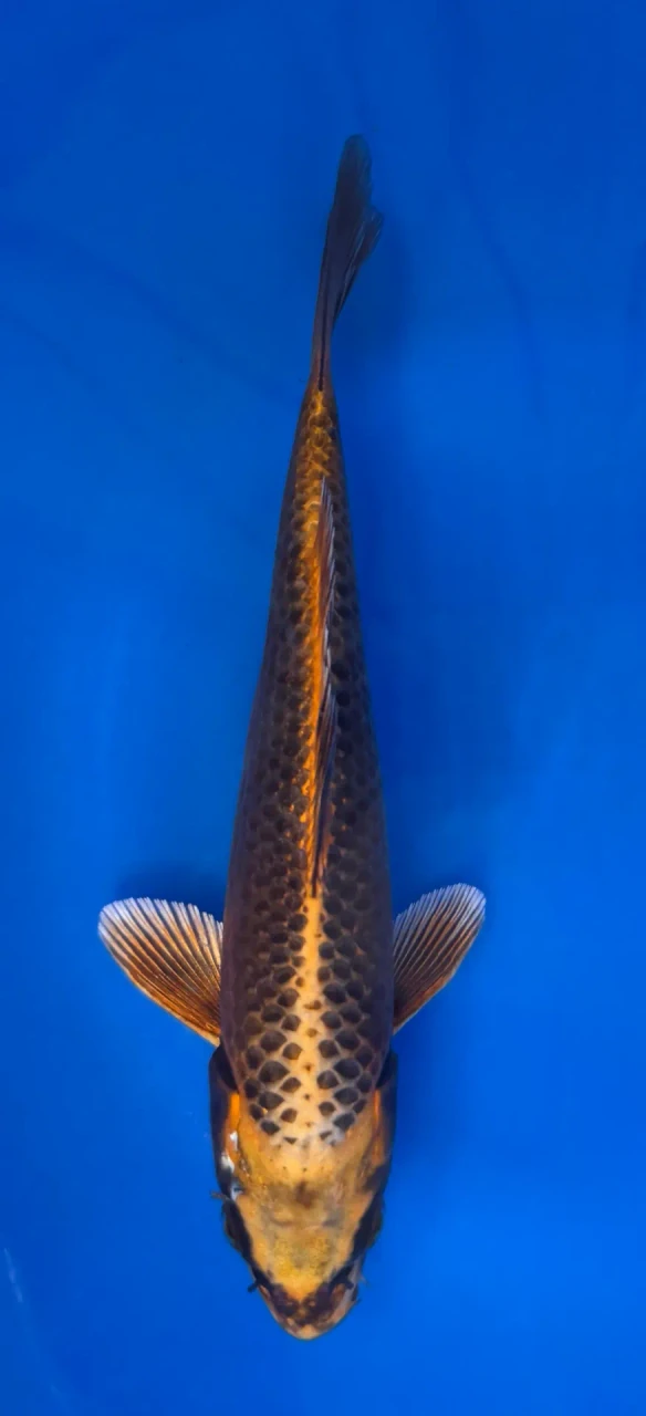 15cm Japanese imported Ki Matsuba - Aokiya - QT-11 - 27