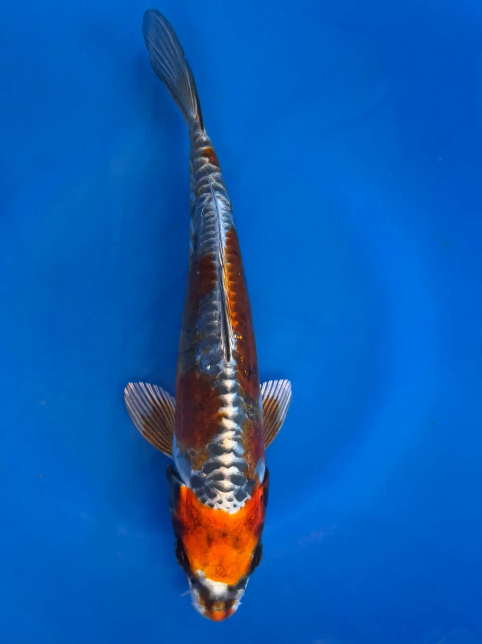15cm Japanese imported Beni Kikokuryu - Aokiya - QT-11 - 26