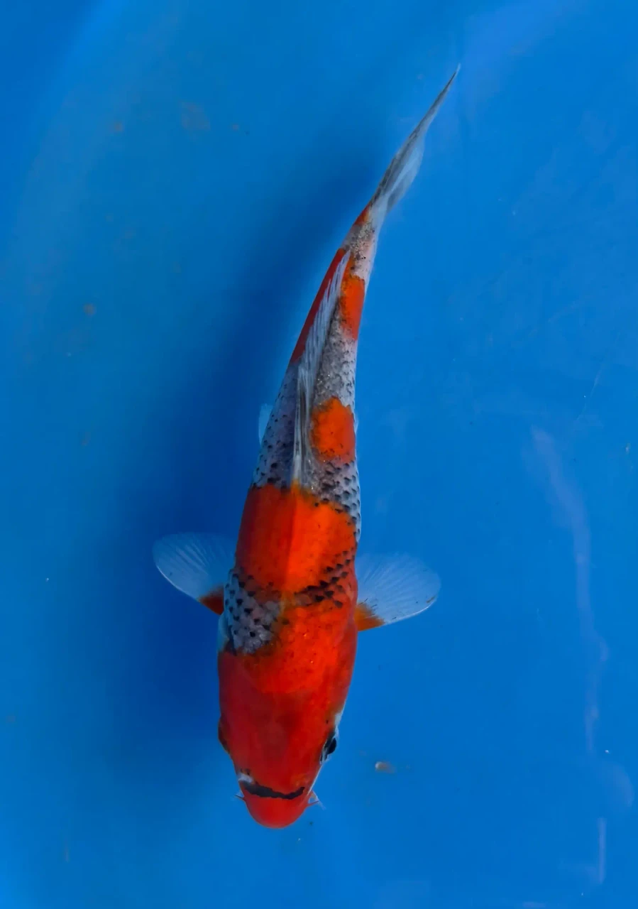 16CM Japanese Imported - Goshiki - Miyatora - QT7 - 84