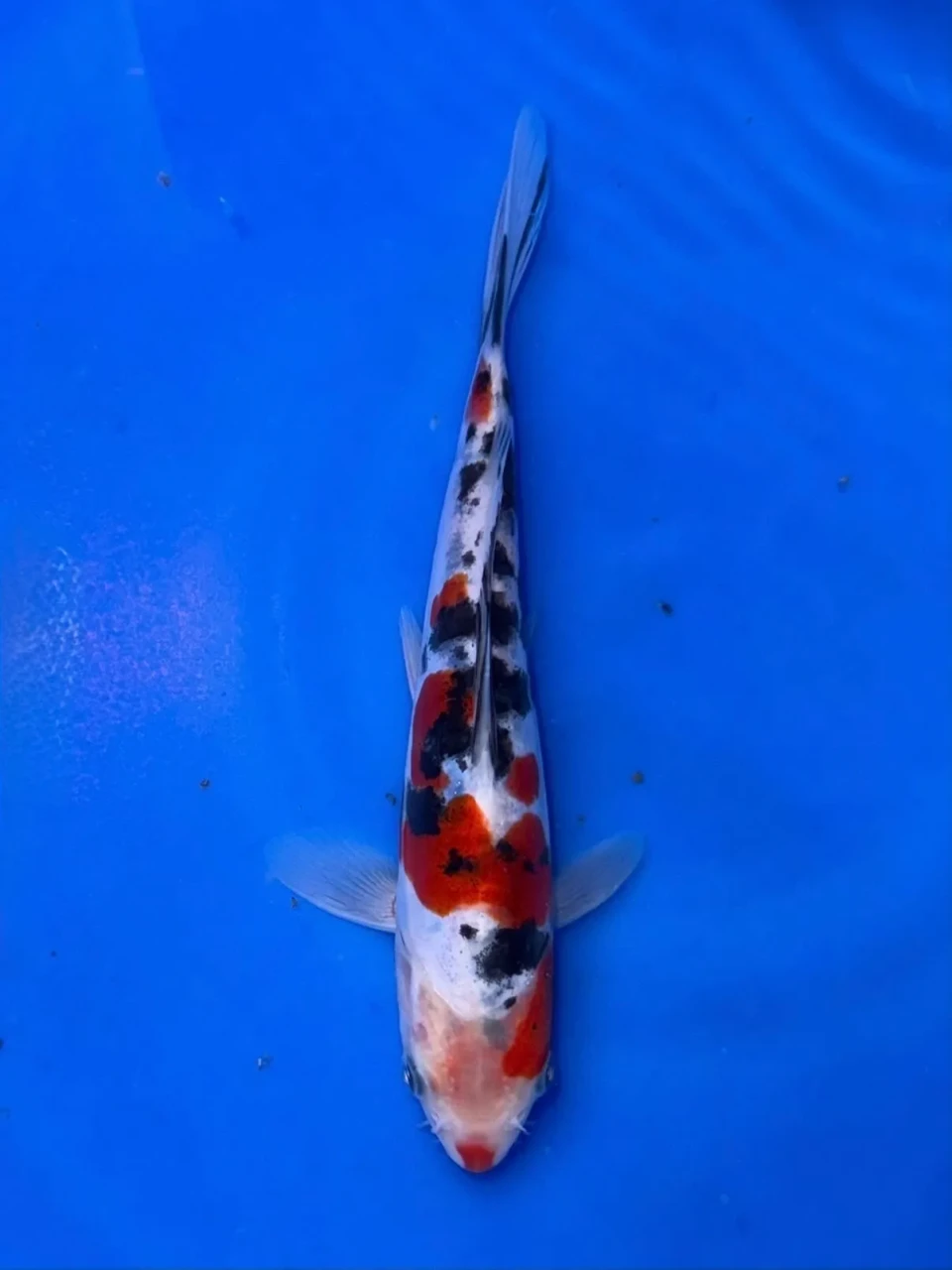 16CM Japanese Imported - Doitsu Showa - Shinoda - QT7 - 60