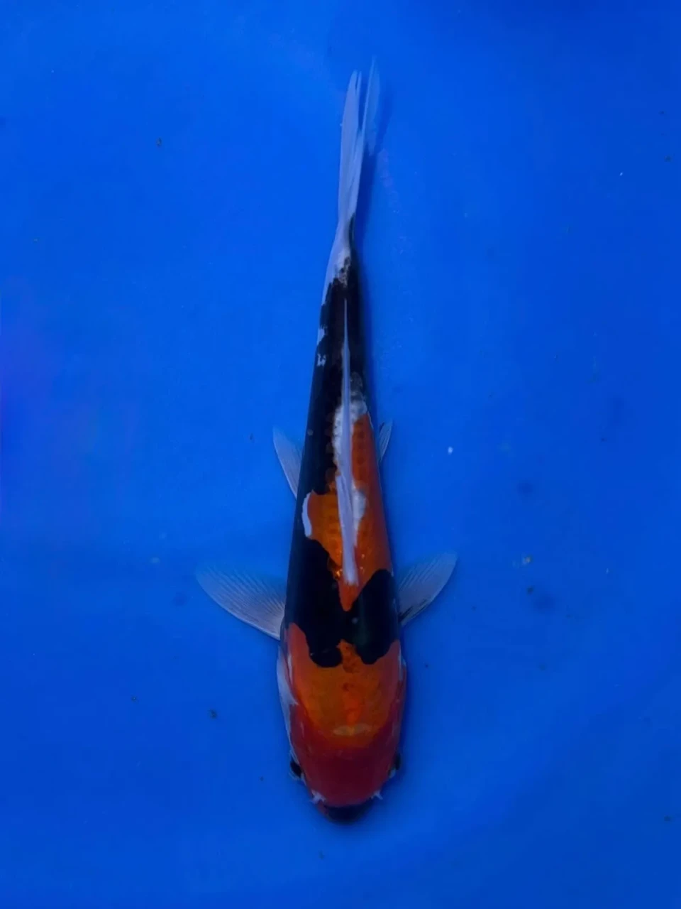 16CM Japanese Imported - Doitsu Showa - Shinoda - QT7 - 61