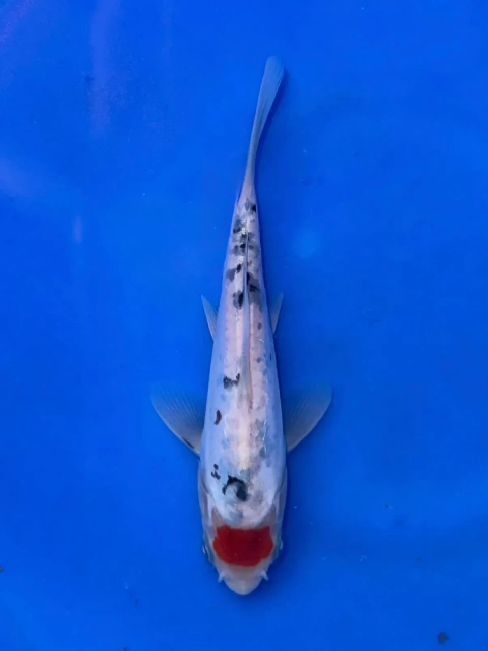 18CM Japanese Imported - Ginrin Showa - Shinoda - QT7 - 58