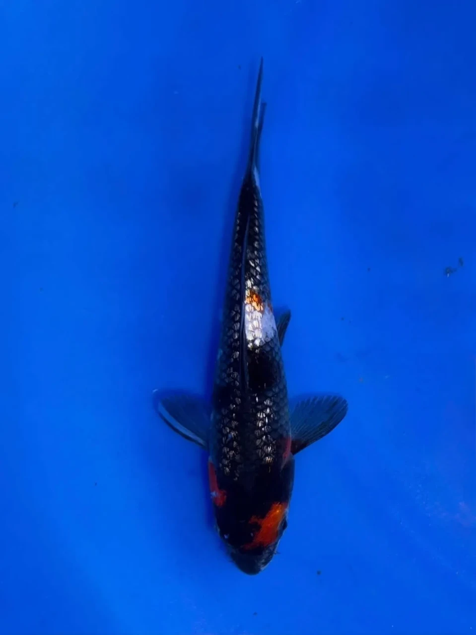 16CM Japanese Imported - Doitsu Sanke - Shinoda - QT7 - 56