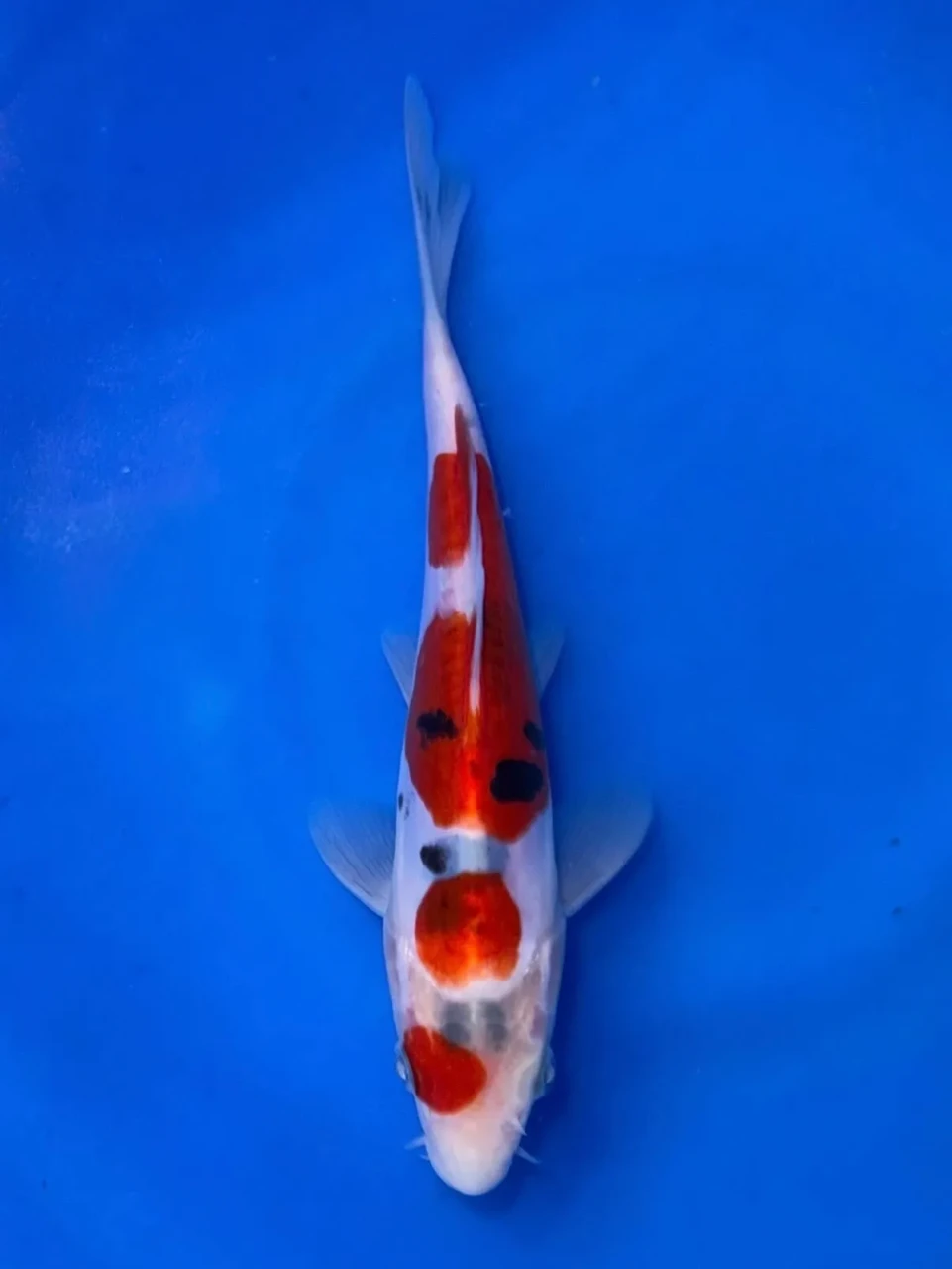 18CM Japanese Imported - Doitsu Showa - Shinoda - QT7 - 53