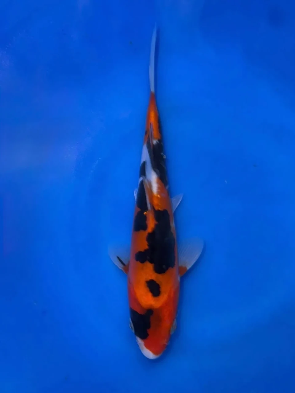 17CM Japanese Imported - Doitsu Sanke - Shinoda - QT7 - 47