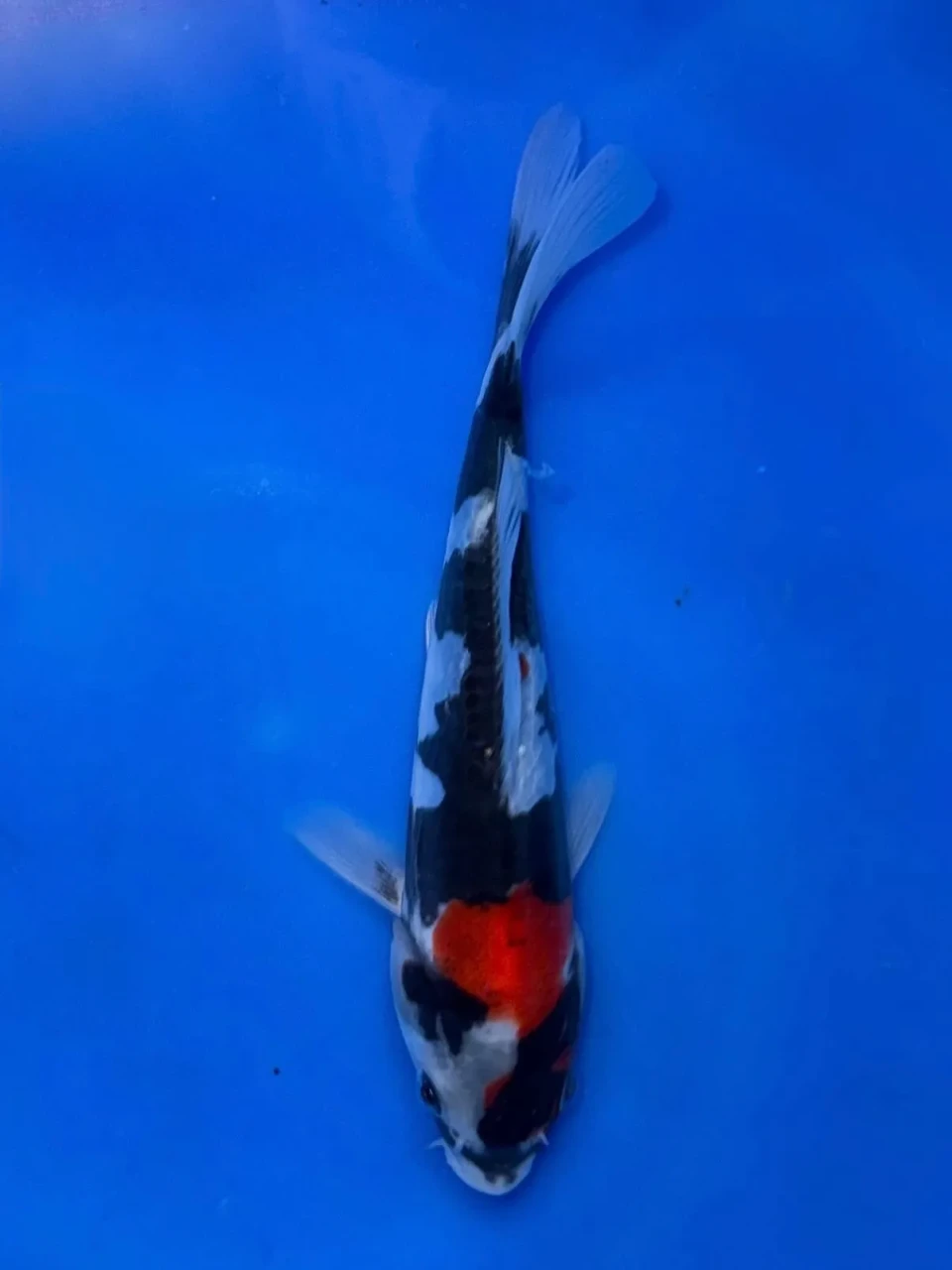 17CM Japanese Imported - Doitsu Sanke - Shinoda - QT7 - 40