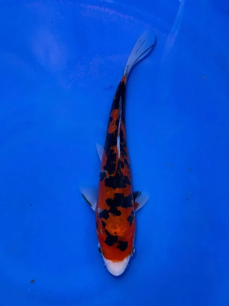 16CM Japanese Imported - Doitsu Kohaku - Shinoda - QT7 - 39