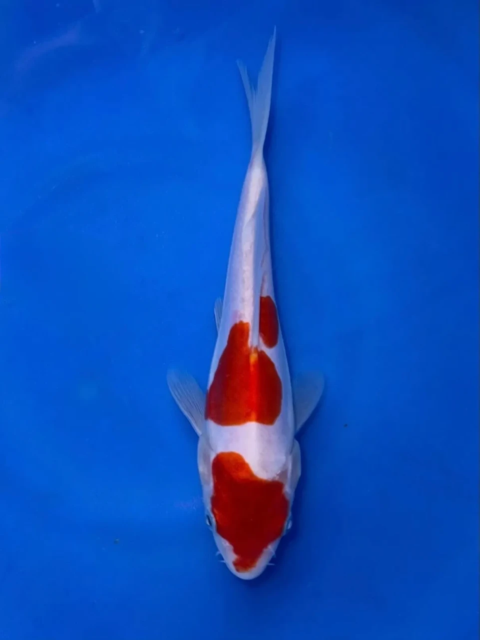 16CM Japanese Imported - Doitsu Showa - Shinoda - QT7 - 38