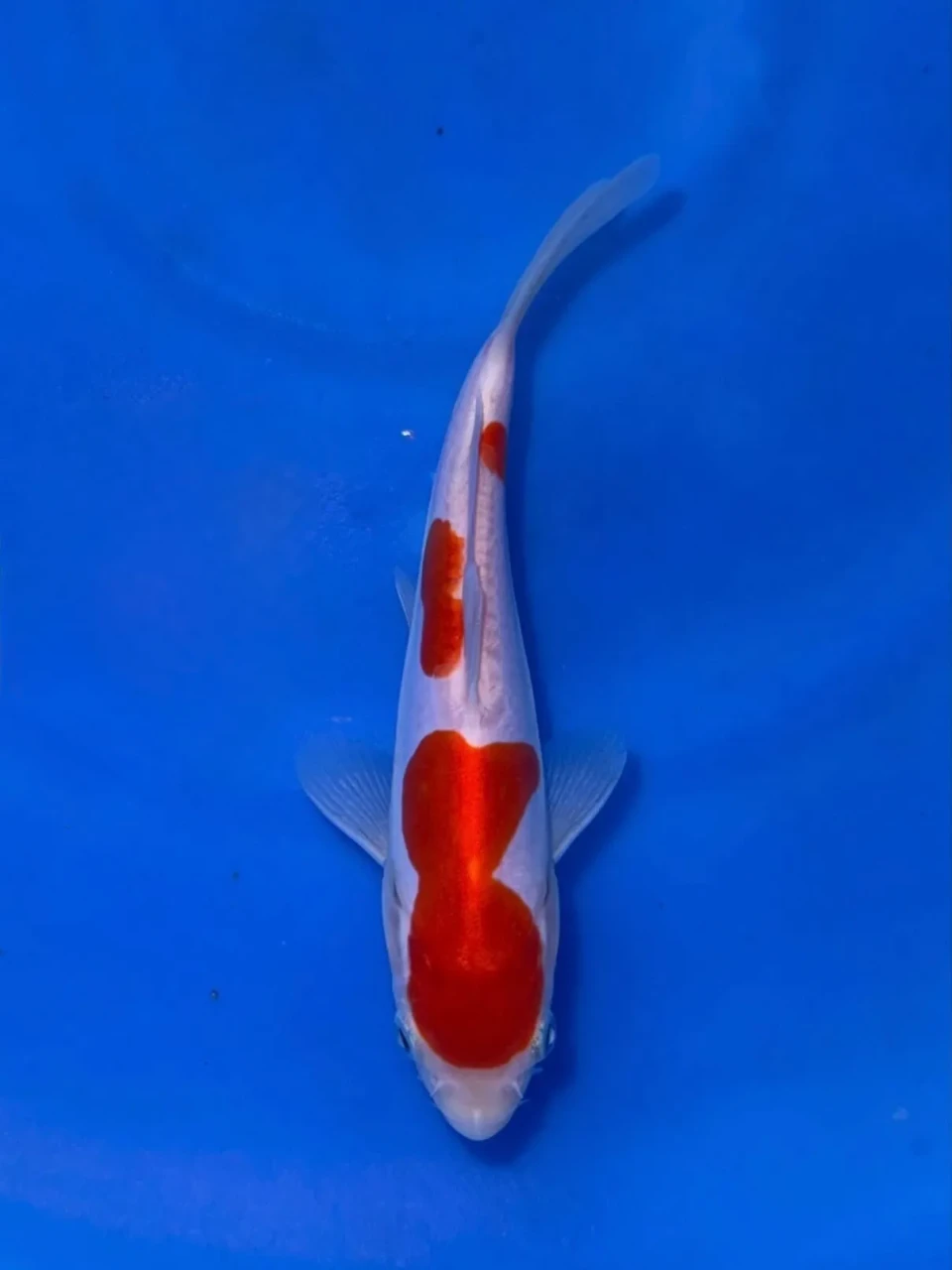 16CM Japanese Imported - Doitsu Kohaku - Shinoda - QT7 - 35