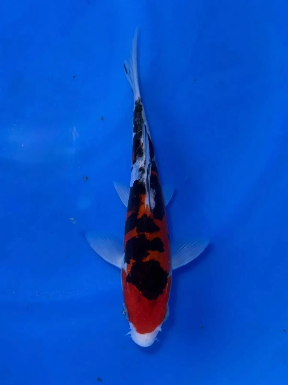 16CM Japanese Imported - Doitsu Kohaku - Shinoda - QT7 - 33