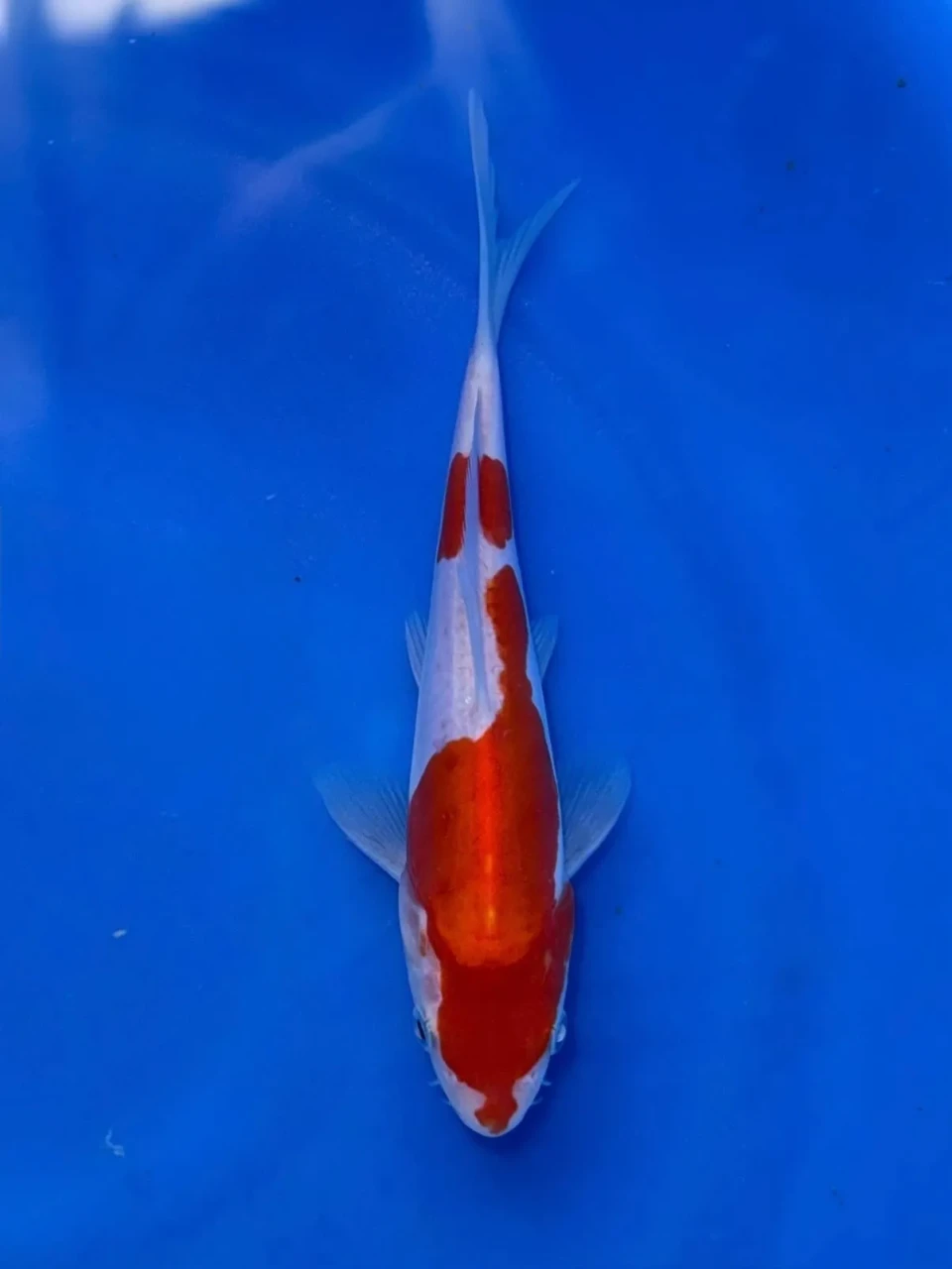 17CM Japanese Imported - Doitsu Sanke - Shinoda - QT7 - 31
