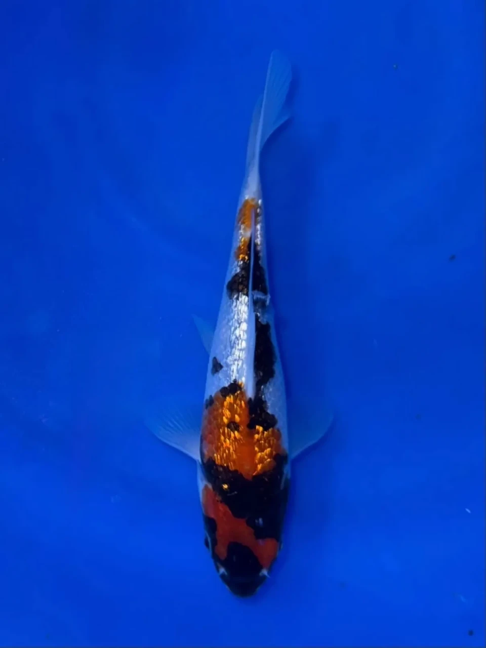 17CM Japanese Imported - Doitsu Showa - Shinoda - QT7 - 29