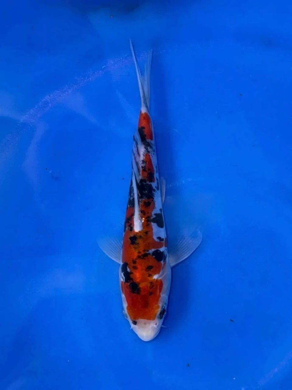 16CM Japanese Imported - Ginrin Showa - Shinoda - QT7 - 27