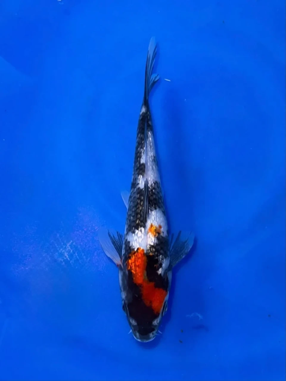 17CM Japanese Imported - Ginrin Kohaku - Shinoda - QT7 - 25