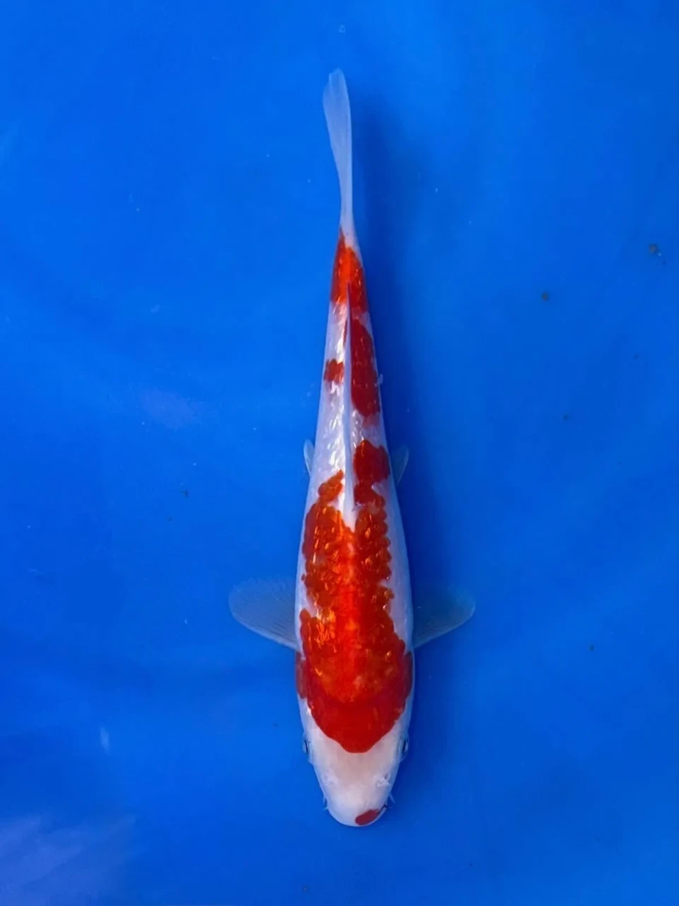 17CM Japanese Imported - Doitsu Kohaku - Shinoda - QT7 - 24