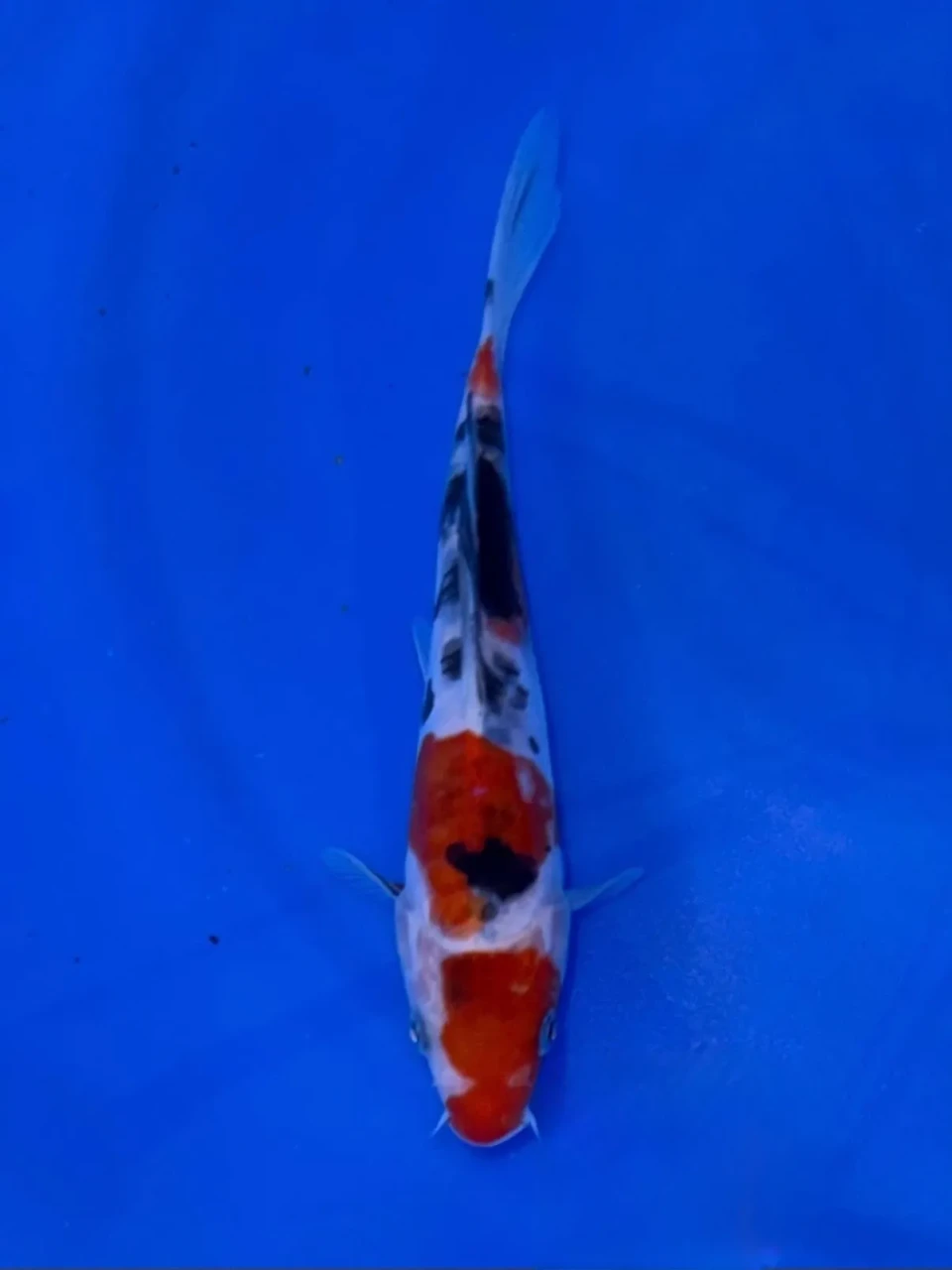 17CM Japanese Imported - Ginrin Showa - Shinoda - QT7 - 22