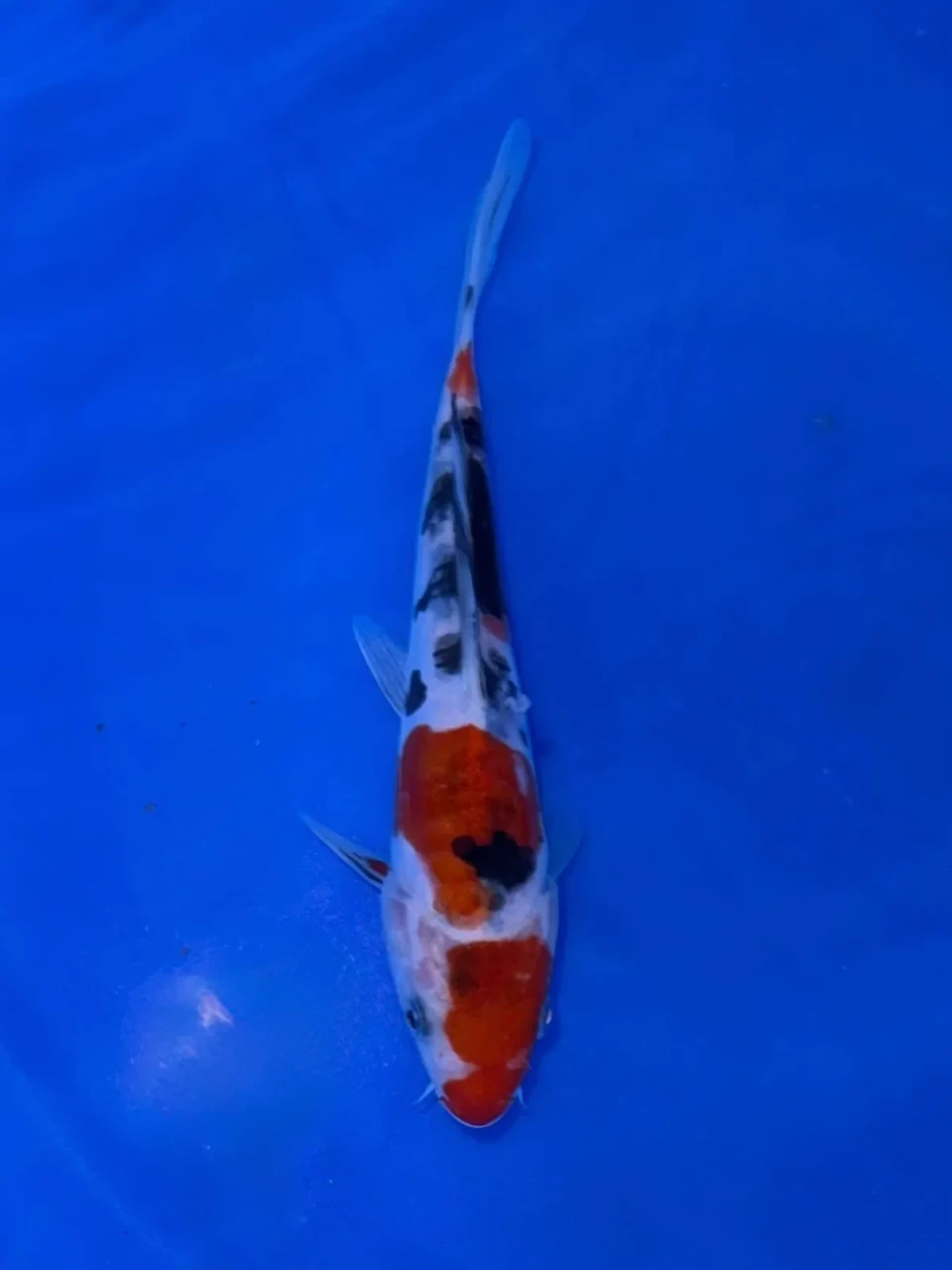 20CM Japanese Imported - Doitsu Sanke - Shinoda - QT7 - 20