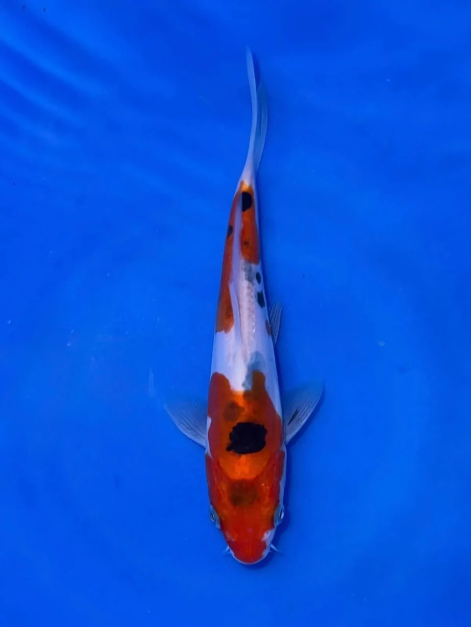 17CM Japanese Imported - Doitsu Showa - Shinoda - QT7 - 19