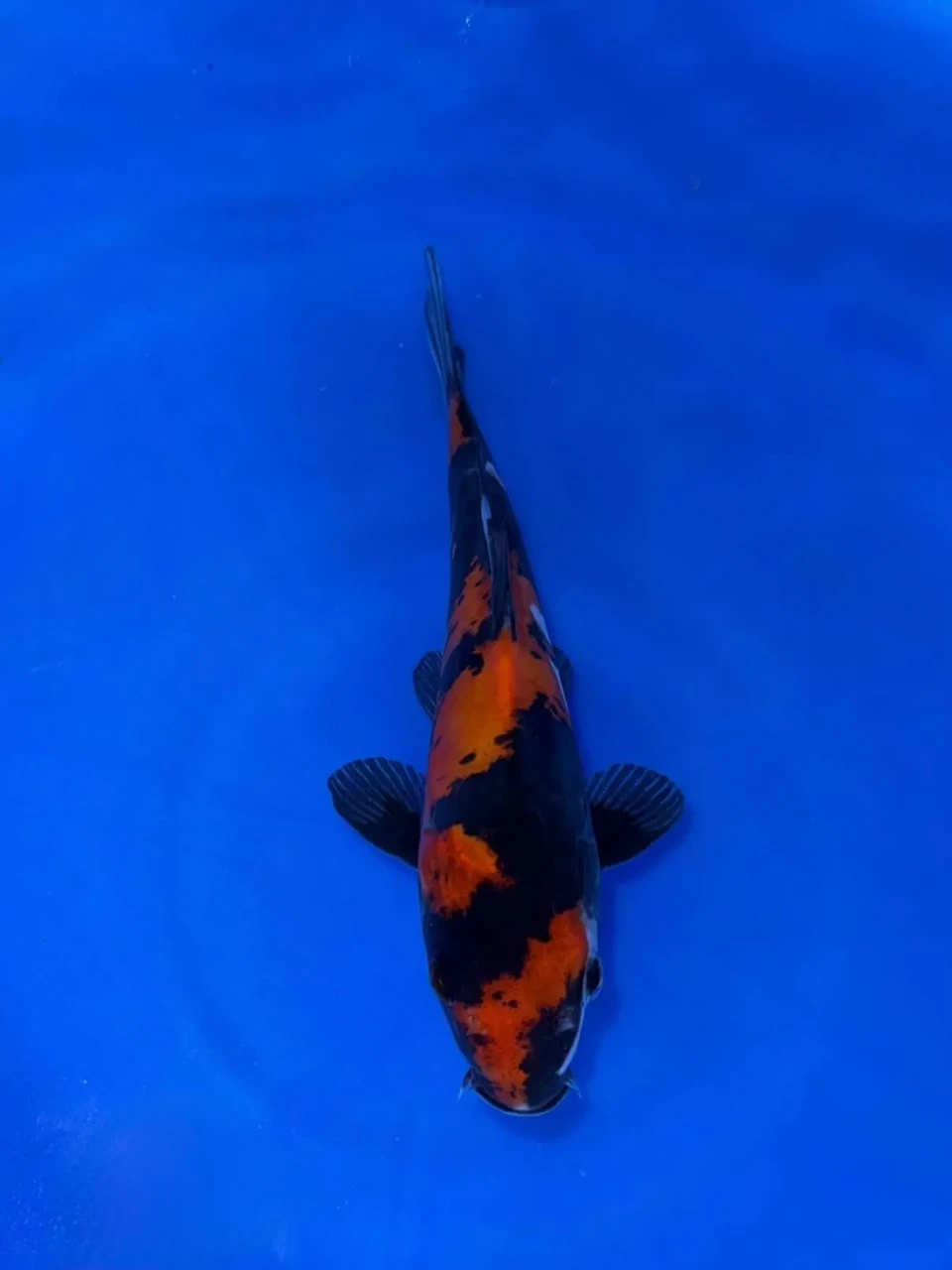 16CM Japanese Imported - Doitsu Sanke - Shinoda - QT7 - 18
