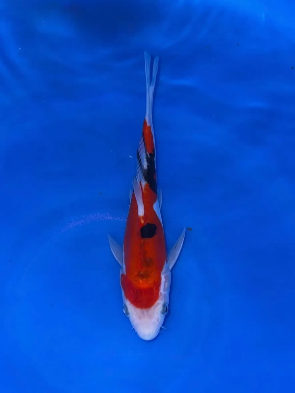 18CM Japanese Imported - Doitsu Showa - Shinoda - QT7 - 17