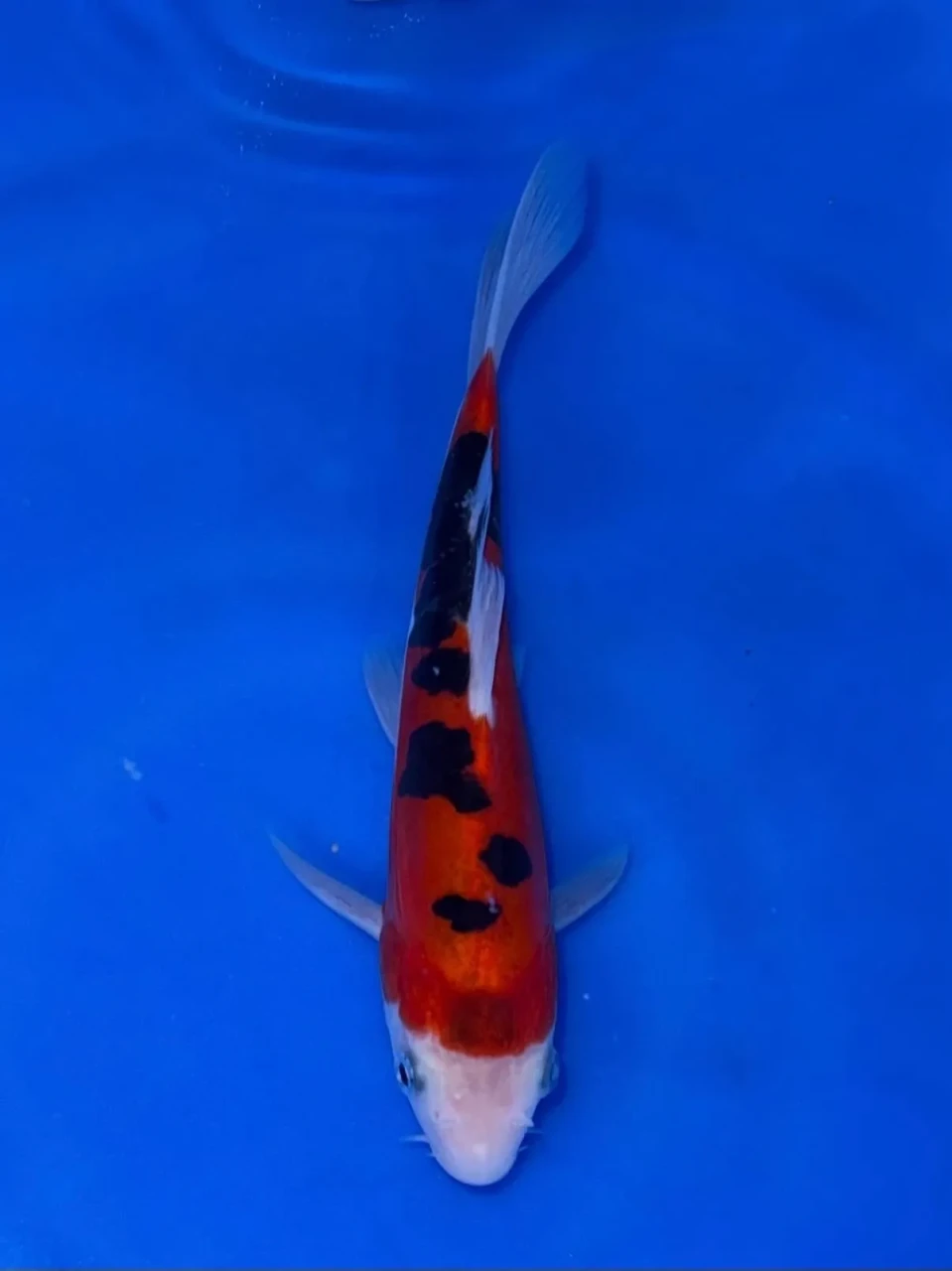 16CM Japanese Imported - Doitsu Sanke - Shinoda - QT7 - 15