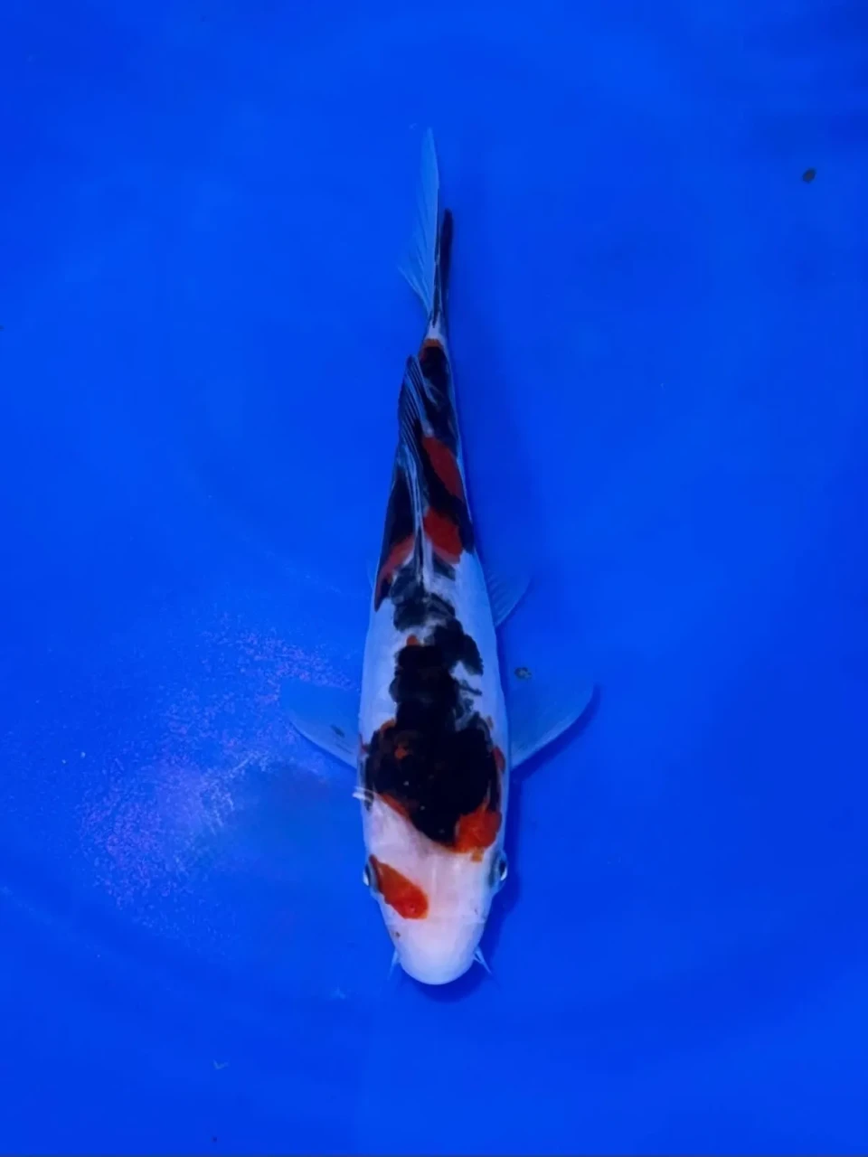 15CM Japanese Imported - Doitsu Sanke - Shinoda - QT7 - 13