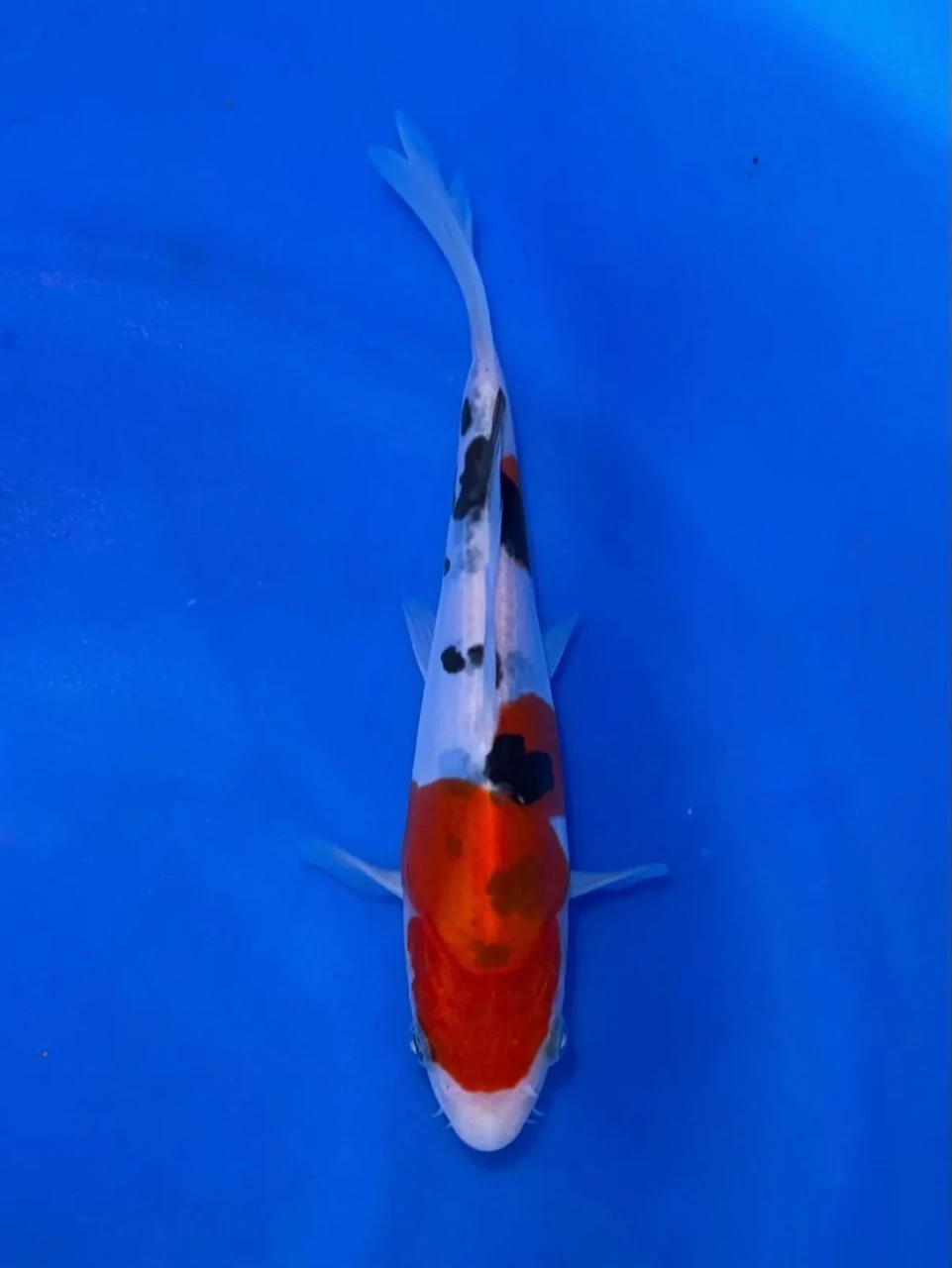16CM Japanese Imported - Doitsu Sanke - Shinoda - QT7 - 6