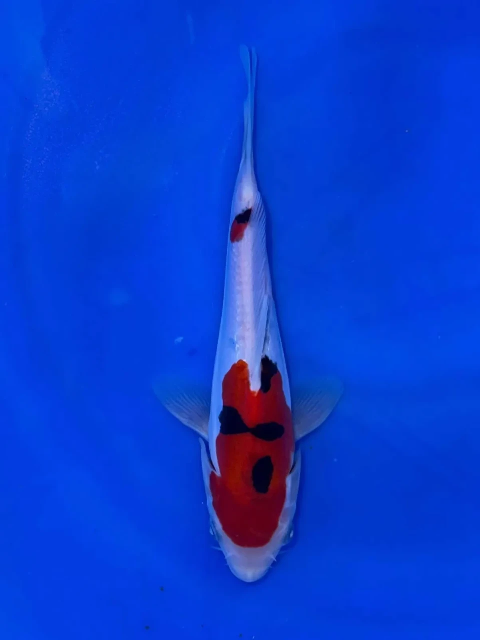 18CM Japanese Imported - Doitsu Sanke - Shinoda - QT7 - 3