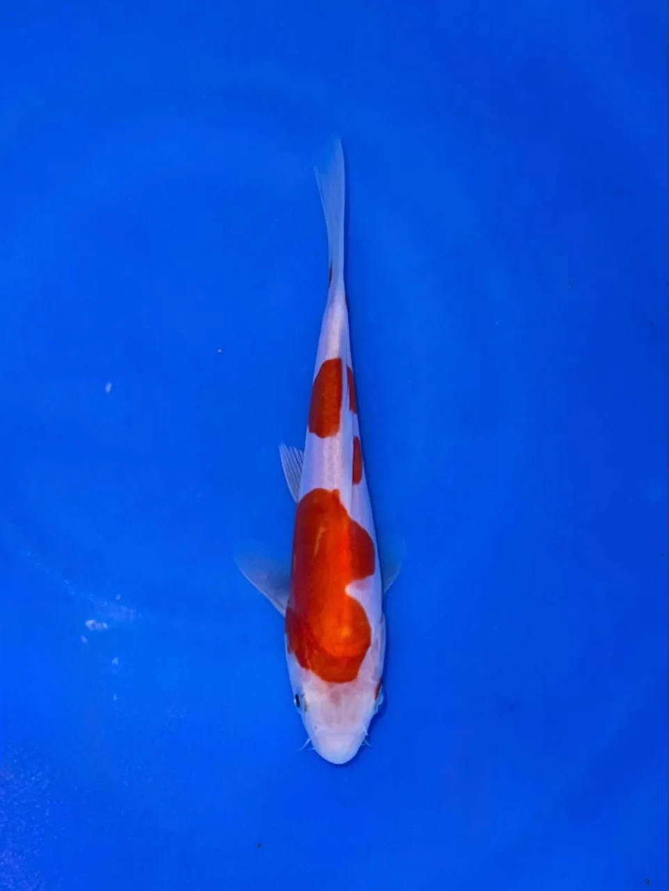 17CM Japanese Imported - Doitsu Kohaku - Shinoda - QT7 - 2