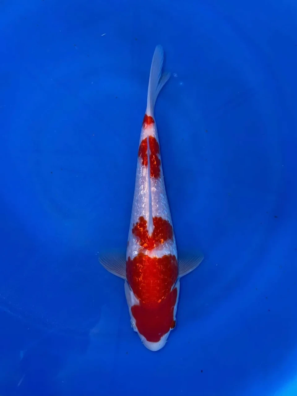 20CM Japanese Imported - Ginrin Kohaku - Shinoda - QT7 - 1