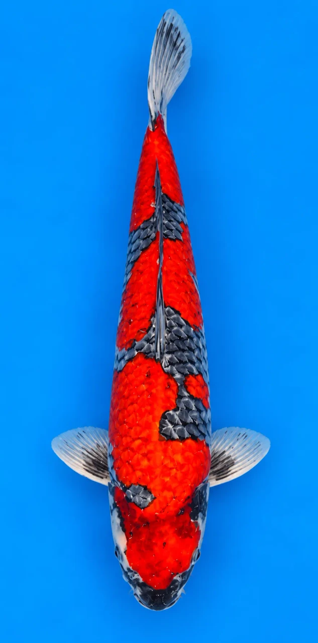 61cm Japanese Imported Goshiki - Kanno - PGH8 - 13