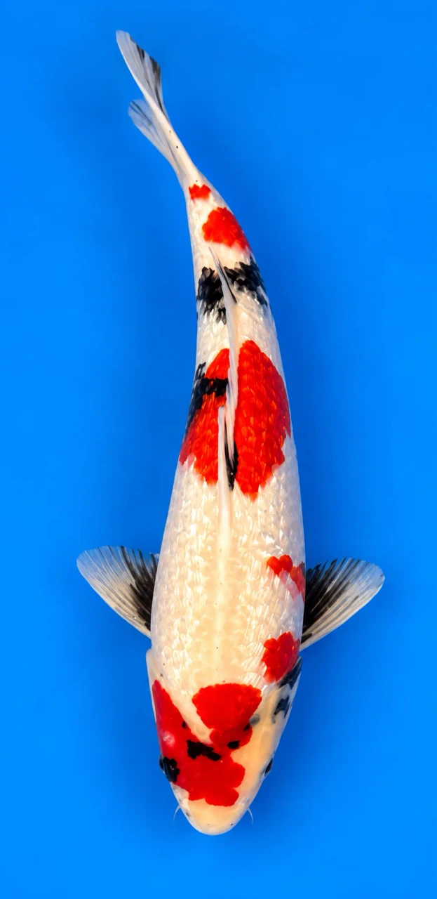 52cm Japanese Imported Kindai Showa - Isa - PGH8 - 11