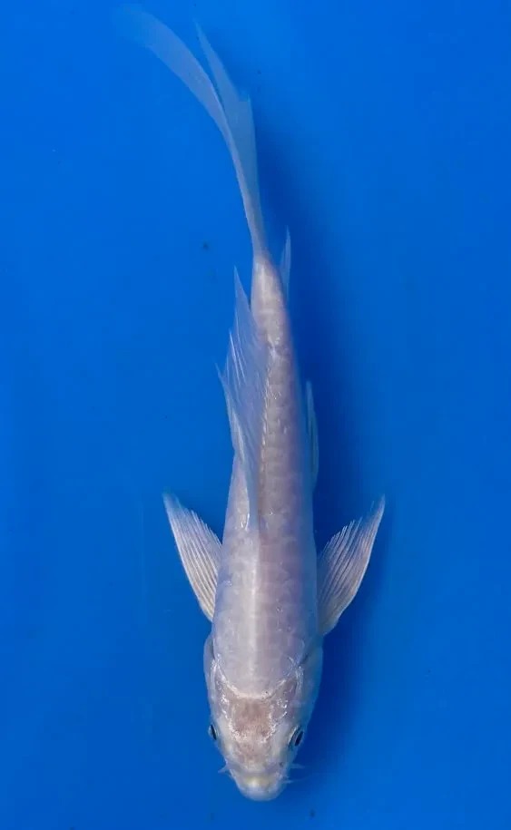 17cm Japanese Imported Koi Doitsu Platinum Butterfly - Yamasan - QT3 - 49