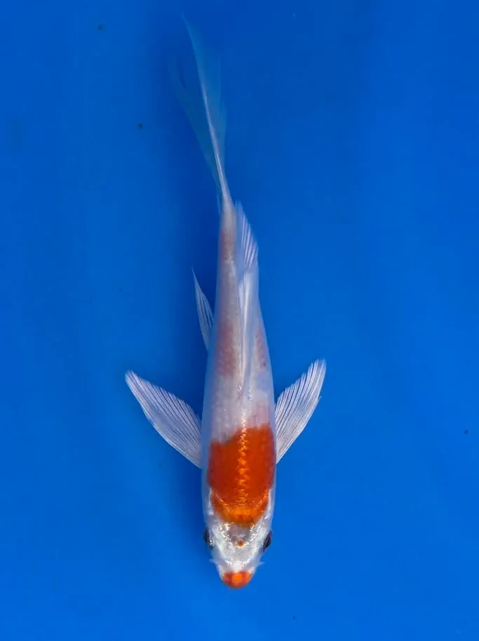 15cm Japanese Imported Koi Sakura Ogon Butterfly - Yamasan - QT3 - 48