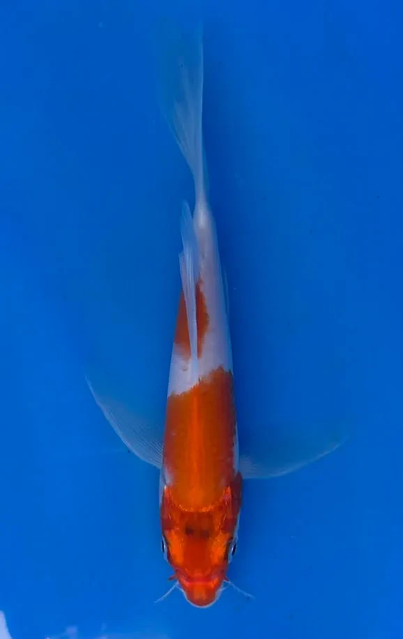 16cm Japanese Imported Koi Kohaku Butterfly - Yamasan - QT3 - 44