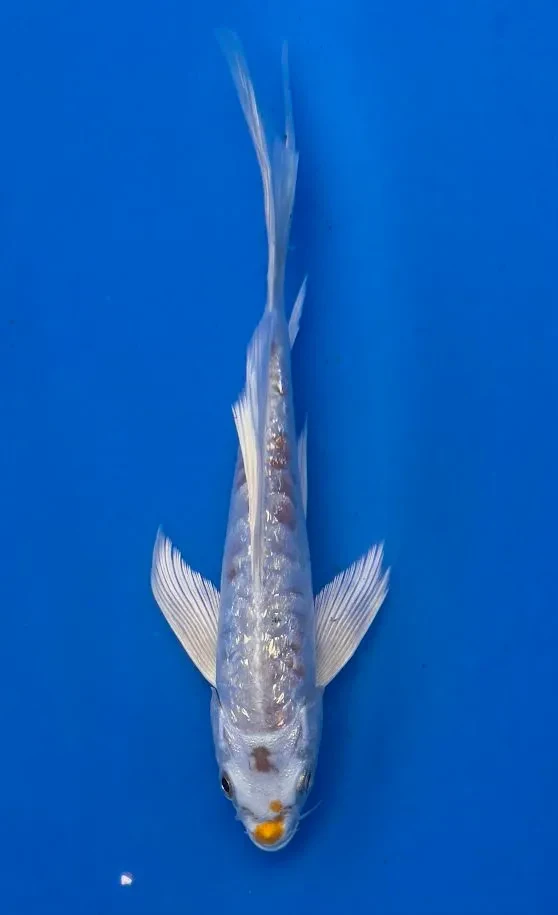 16cm Japanese Imported Koi Ginrin Doitsu Platinum Butterfly - Yamasan - QT3 - 38