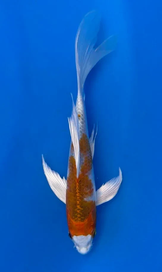 18cm Japanese Imported Koi Kujaku Butterfly - Yamasan - QT3 - 36