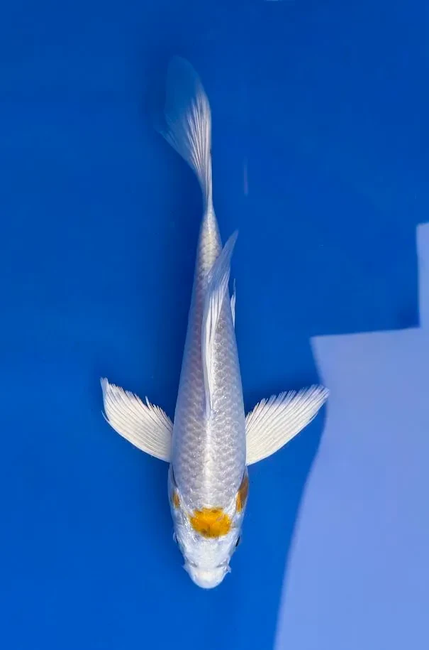 16cm Japanese Imported Koi Lemon Hariwake Butterfly - Yamasan - QT3 - 33