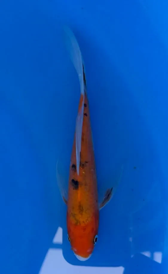 16cm Japanese Imported Koi Sanke Butterfly - Yamasan - QT3 - 24