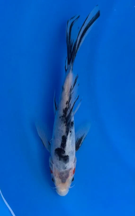 20cm Japanese Imported Koi Showa Butterfly - Yamasan - QT3 - 20