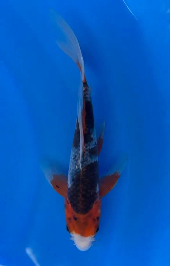 23cm Japanese Imported Koi Asagi Butterfly - Yamasan - QT3 - 10