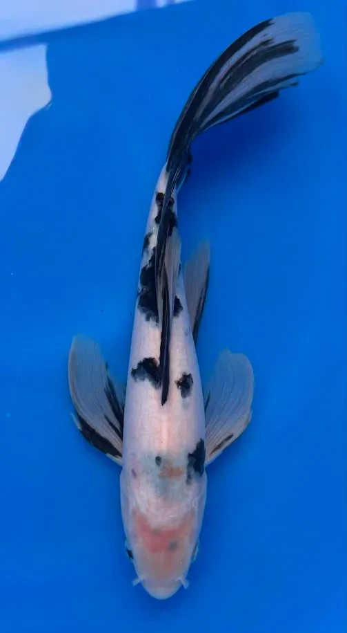 24cm Japanese Imported Koi Bekko Butterfly - Yamasan - QT3 - 2