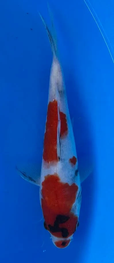 21cm Japanese Imported Showa - Miyatora - QT6 - 20