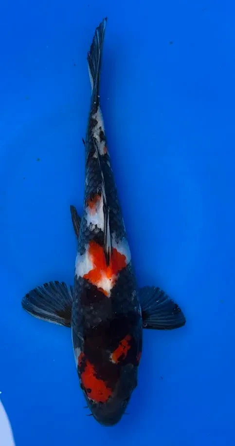 22cm Japanese Imported Showa - Miyatora - QT6 - 19