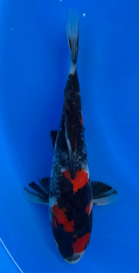 22cm Japanese Imported Showa - Miyatora - QT6 - 17