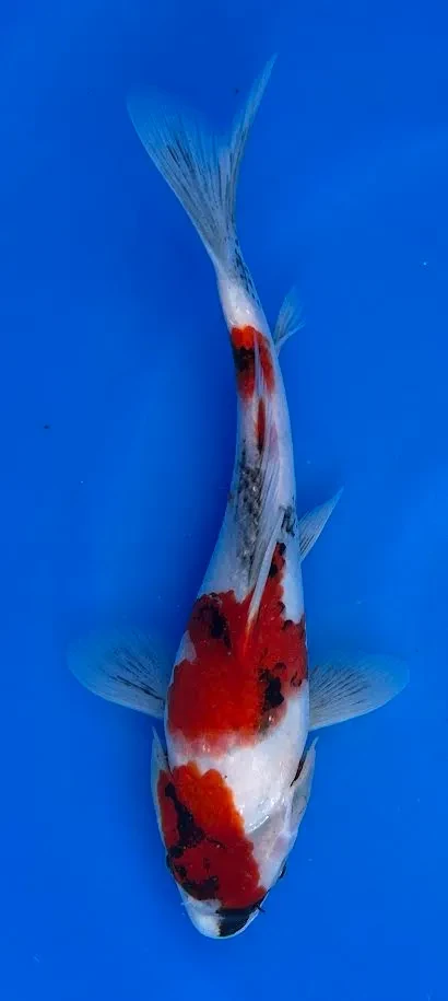 23cm Japanese Imported Showa - Miyatora - QT6 - 16