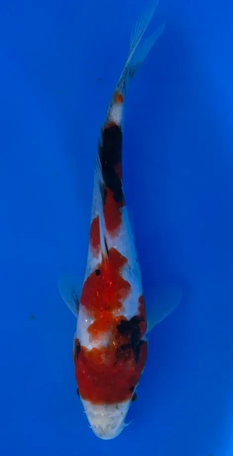 20cm Japanese Imported Showa - Miyatora - QT6 - 14