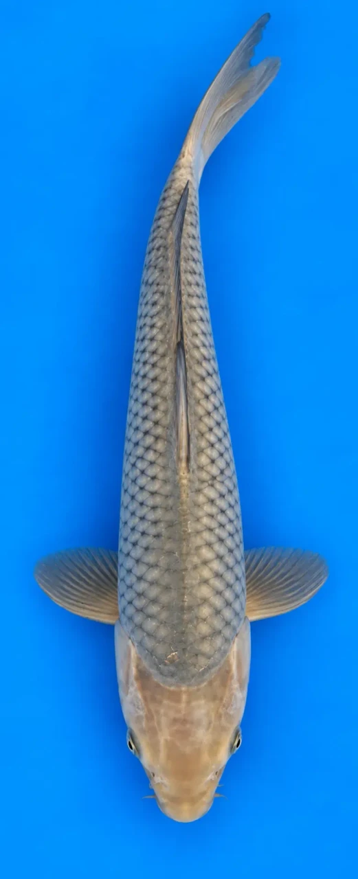 38cm Japanese Imported Chagoi - Marusei - QT4 - 1